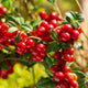 'Red Pearl' Lingonberry Plants Soft Fruit