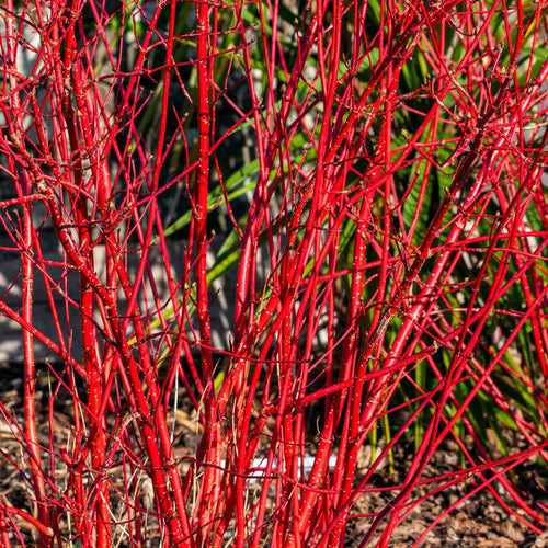 Siberian Dogwood | Cornus alba 'Sibirica' Shrubs