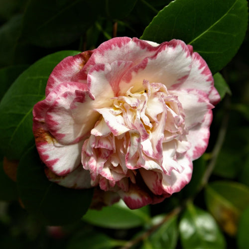 Camellia japonica 'Margaret Davis' Shrubs