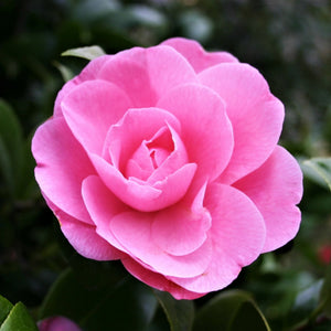 Camellia japonica 'Nuccio's Cameo' Shrubs
