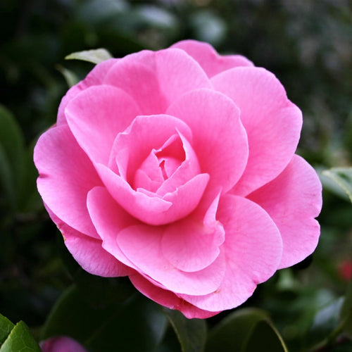 Camellia japonica 'Nuccio's Cameo' Shrubs