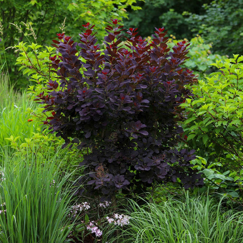 Smoke Bush | Cotinus coggygria 'Royal Purple' Shrubs