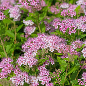 Spiraea 'Sparkling Champagne' Shrubs