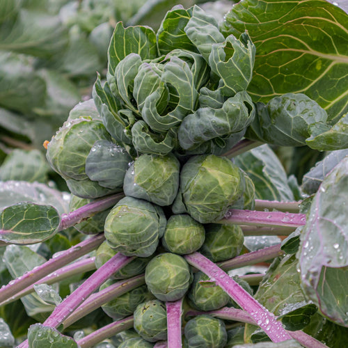 'Brilliant F1' Brussels Sprout Plants Vegetables
