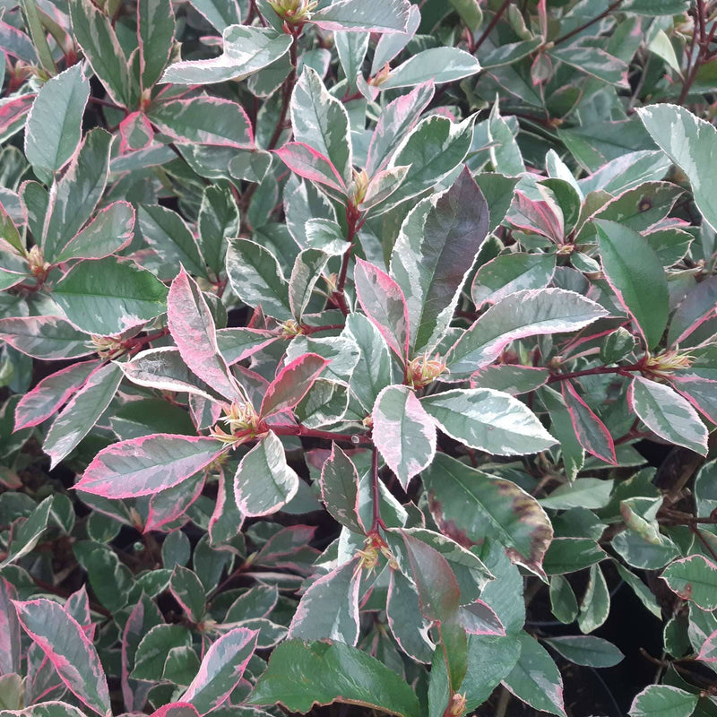 Photinia 'Pink Marble' Shrubs