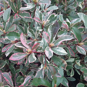 Photinia 'Pink Marble' Shrubs