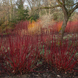 Siberian Dogwood | Cornus alba 'Sibirica' Shrubs
