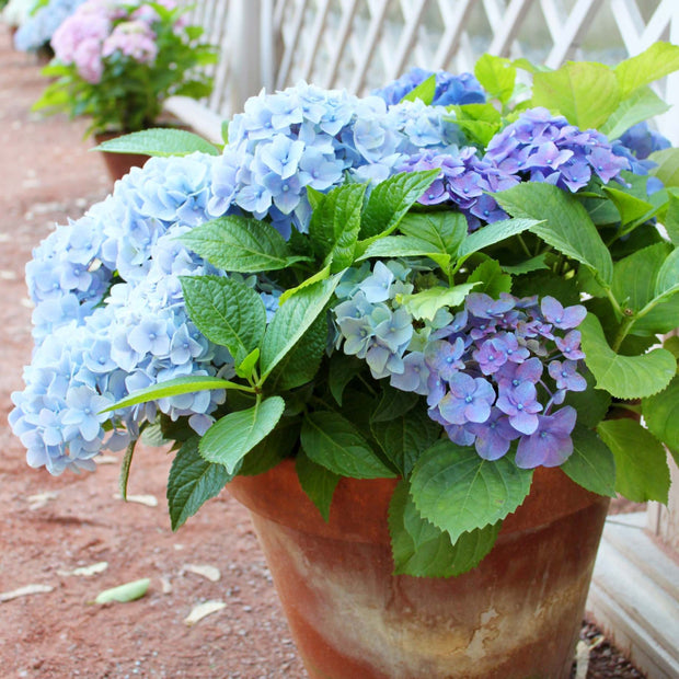 Hydrangea macrophylla 'Little Blue' Shrubs