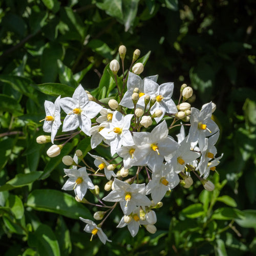 'Album' White Potato Vine | Solanum laxum Climbing Plants