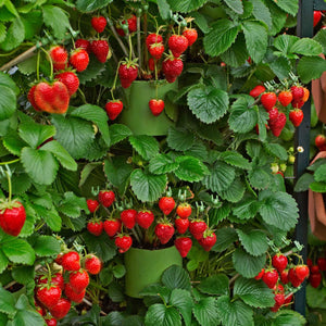 'Fenella' Strawberry Plants Soft Fruit