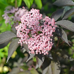 Black Elderberry Tree | Sambucus nigra 'Black Beauty' Shrubs