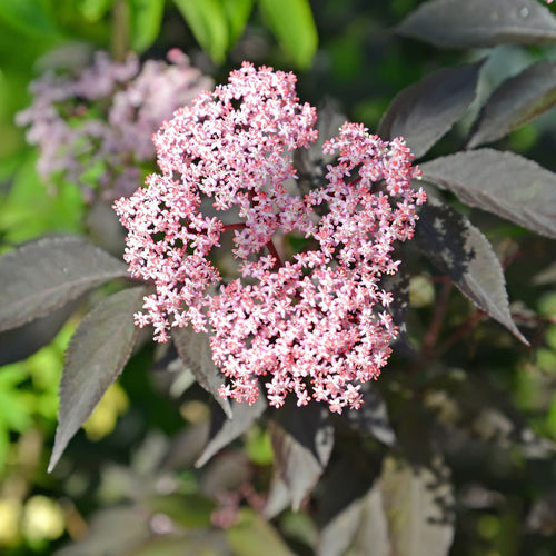 Black Elderberry Tree | Sambucus nigra 'Black Beauty' Shrubs