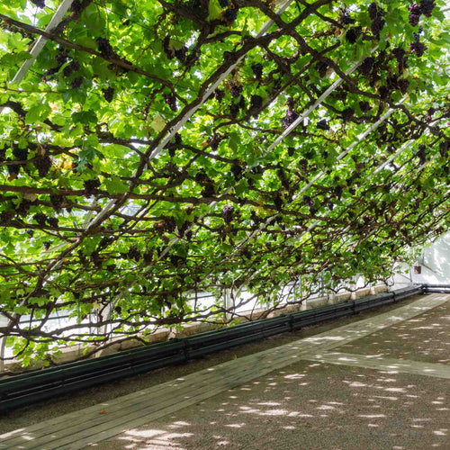 'Black Hamburgh' Indoor Grape Vine Soft Fruit