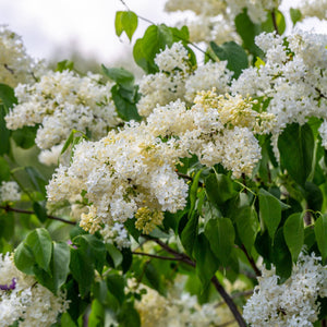 Lilac 'Primrose' | Syringa vulgaris Shrubs