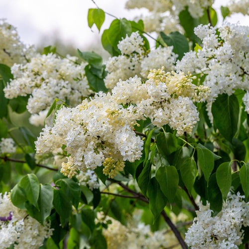 Lilac 'Primrose' | Syringa vulgaris Shrubs