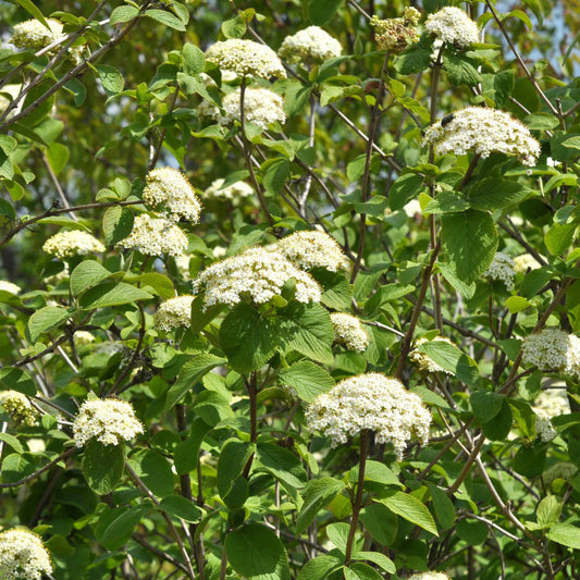 Wayfarer Hedging | Viburnum lantana Shrubs