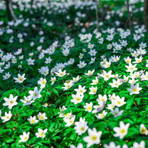 Vinca minor 'Alba' Perennial Bedding
