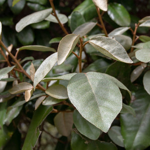 Elaeagnus ebbingei 'Compacta' Shrubs