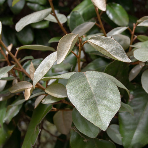 Elaeagnus ebbingei 'Compacta' Shrubs