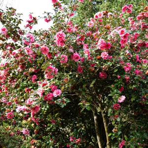 Camellia 'Spring Festival' Shrubs