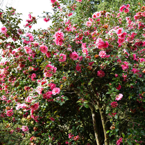 Camellia 'Spring Festival' Shrubs