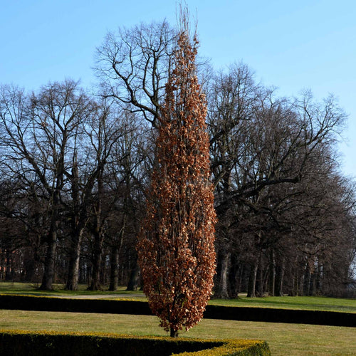 Hornbeam Tree | Carpinus betulus 'Fastigiata' Ornamental Trees