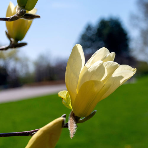 Magnolia 'Butterflies' Ornamental Trees