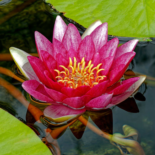 Red Water Lily | Nymphaea 'Attraction' Pond Plants