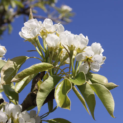 'Conference Improved' Patio Pear Tree Fruit Trees