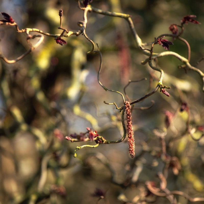 Purple Corkscrew Hazel | Corylus avellana 'Red Majestic' Ornamental Trees