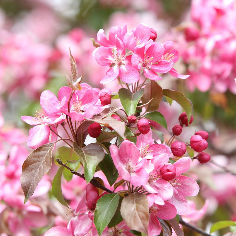 'Rudolph' Crabapple Tree Ornamental Trees