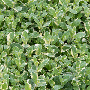 Variegated Mint Plant Vegetables