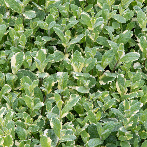 Variegated Mint Plant Vegetables