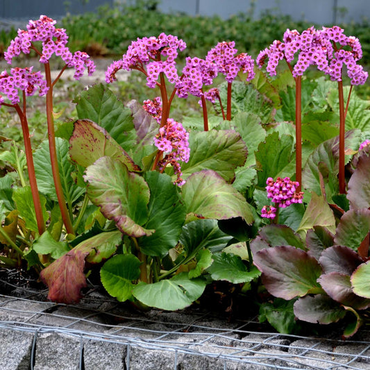 Elephant's Ears | Bergenia 'Rotblum' Perennial Bedding