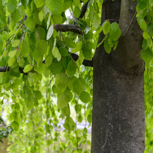 Alder Tree | Alnus glutinosa Ornamental Trees