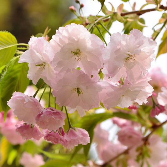 Japanese Cherry Blossom Tree | Prunus 'Shirofugen' Ornamental Trees