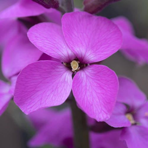 Perennial Wallflower | Erysimum 'Bowles's Mauve' Perennial Bedding