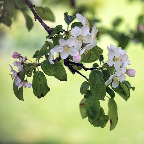 'Butterball' Crabapple Tree Ornamental Trees