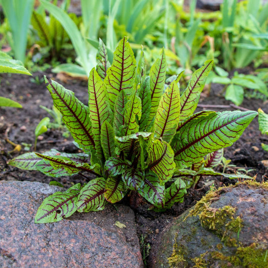 Wood Dock | Rumex sanguineus Pond Plants