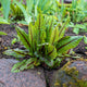Wood Dock | Rumex sanguineus Pond Plants