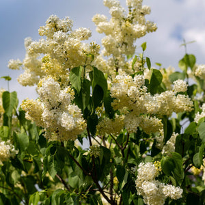 Lilac 'Primrose' | Syringa vulgaris Shrubs