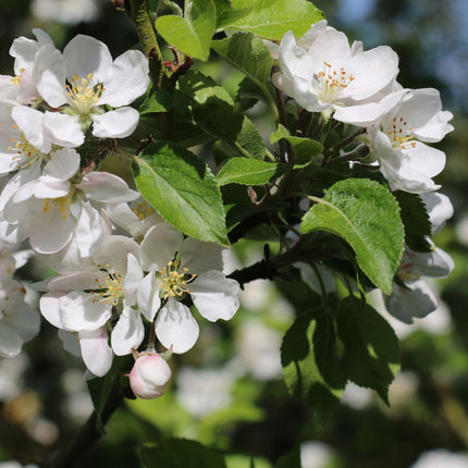 'Discovery' Apple Tree Fruit Trees