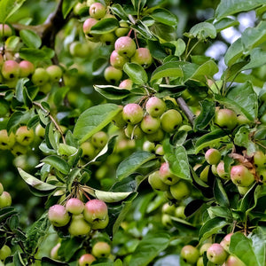 'Butterball' Crabapple Tree Ornamental Trees