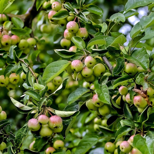 'Butterball' Crabapple Tree Ornamental Trees