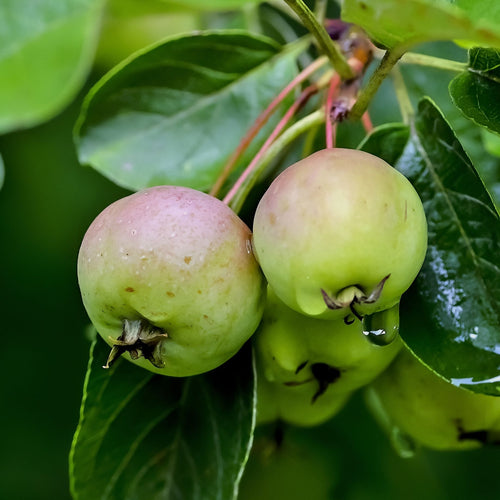 'Butterball' Crabapple Tree Ornamental Trees