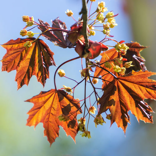 Norway Maple Tree | Acer platanoides 'Royal Red' Ornamental Trees