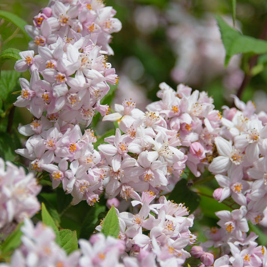 Deutzia 'Mont Rose' Shrubs