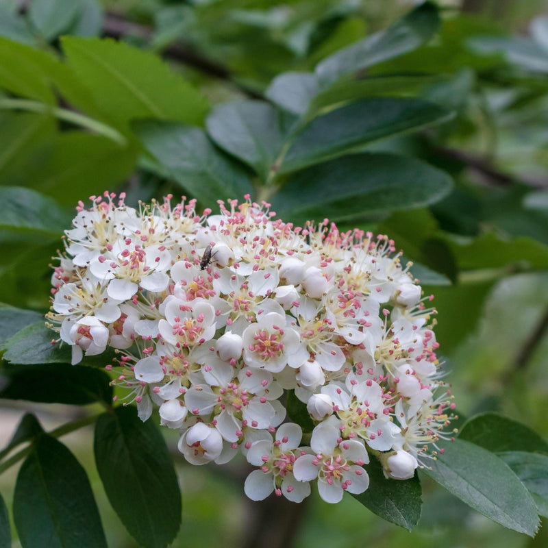 Kashmir Rowan Tree | Sorbus cashmiriana Ornamental Trees