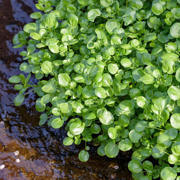 Watercress | Rorippa nasturtium aquaticum Pond Plants