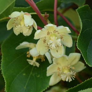 Hardy Kiwi Plant | Actinidia arguta var. purpurea (female) Soft Fruit